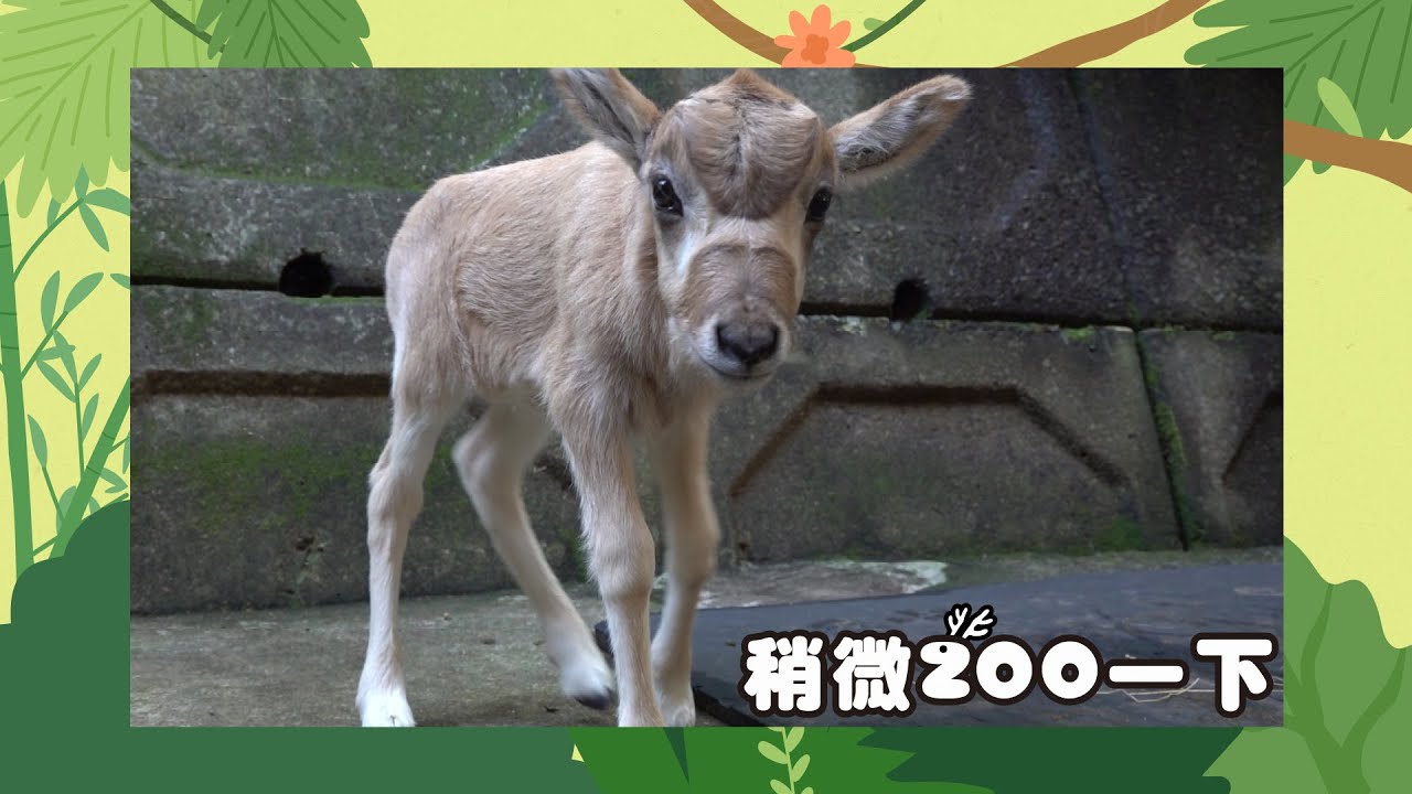 【稍微Zoo一下】弓角羚羊寶寶