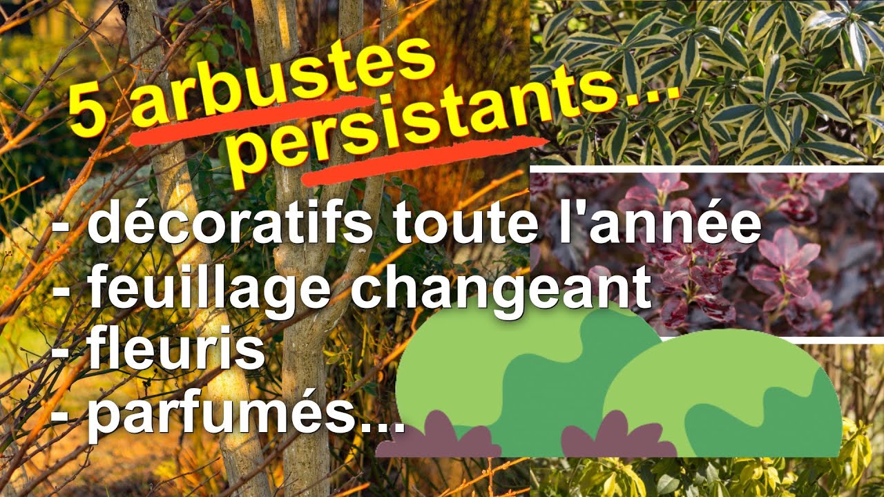 Arbustes persistants pour un jardin beau toute l'année [Feuillages,  floraisons,  parfums]