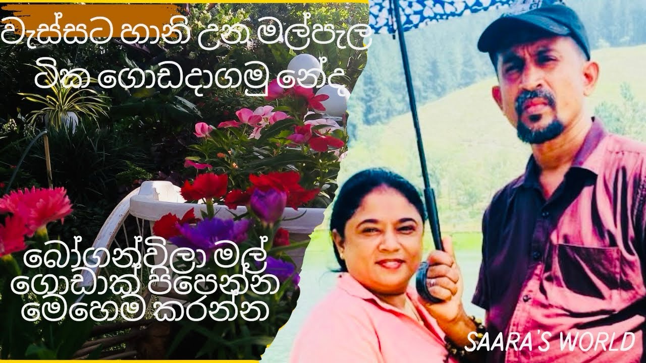 මාත් එක්ක මිදුල ලස්සන කරමු 🏠#gardendecor #mycooking #natureflowers 