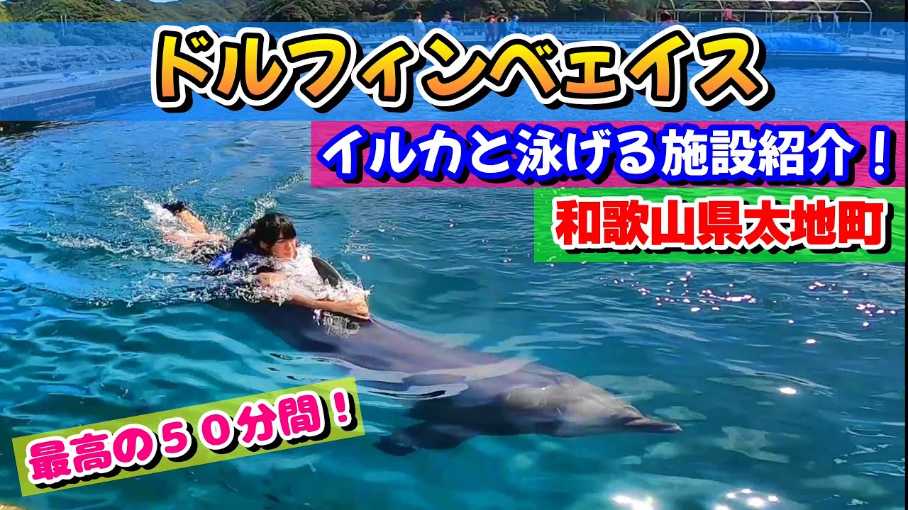 『ドルフィンベェイス』✨和歌山県太地町でイルカ🐬とふれあって、一緒に泳いで🏊‍♀️生態を学べる施設😄