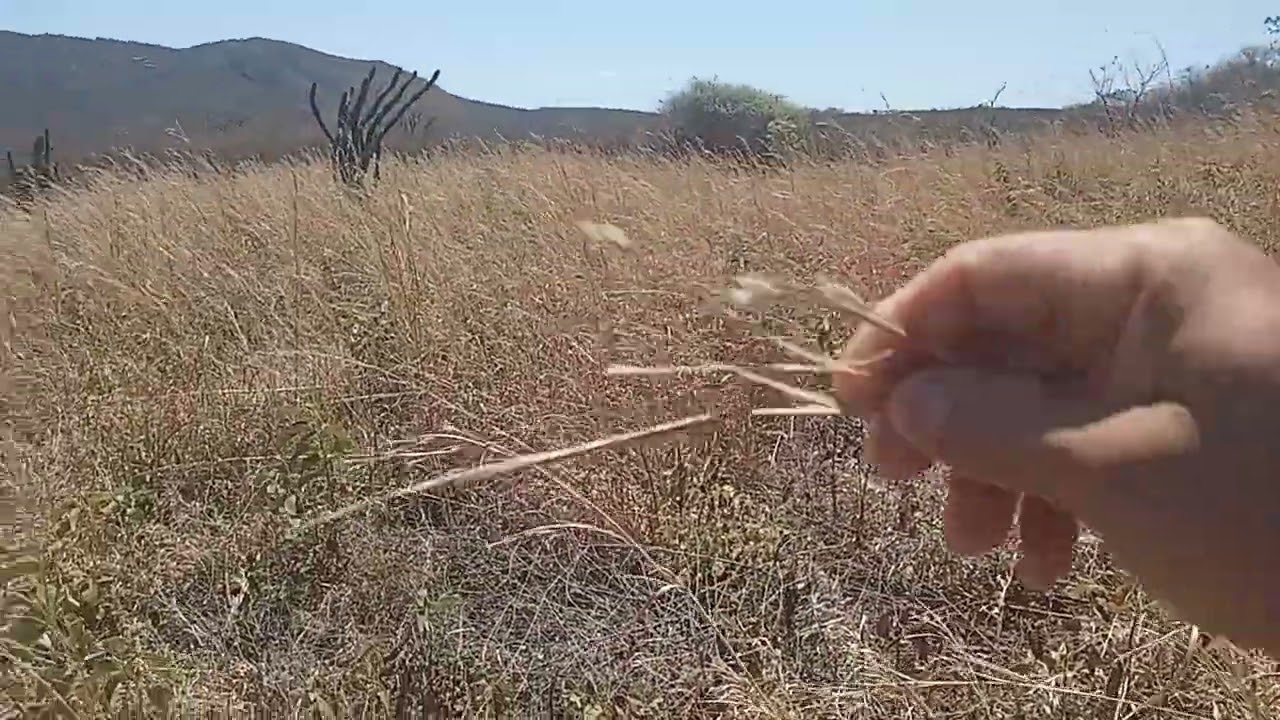 CAPIM ANDROPOGON NO FINAL DE SETEMBRO DE 2024 #vidanaroça #fazenda #fazendadegado