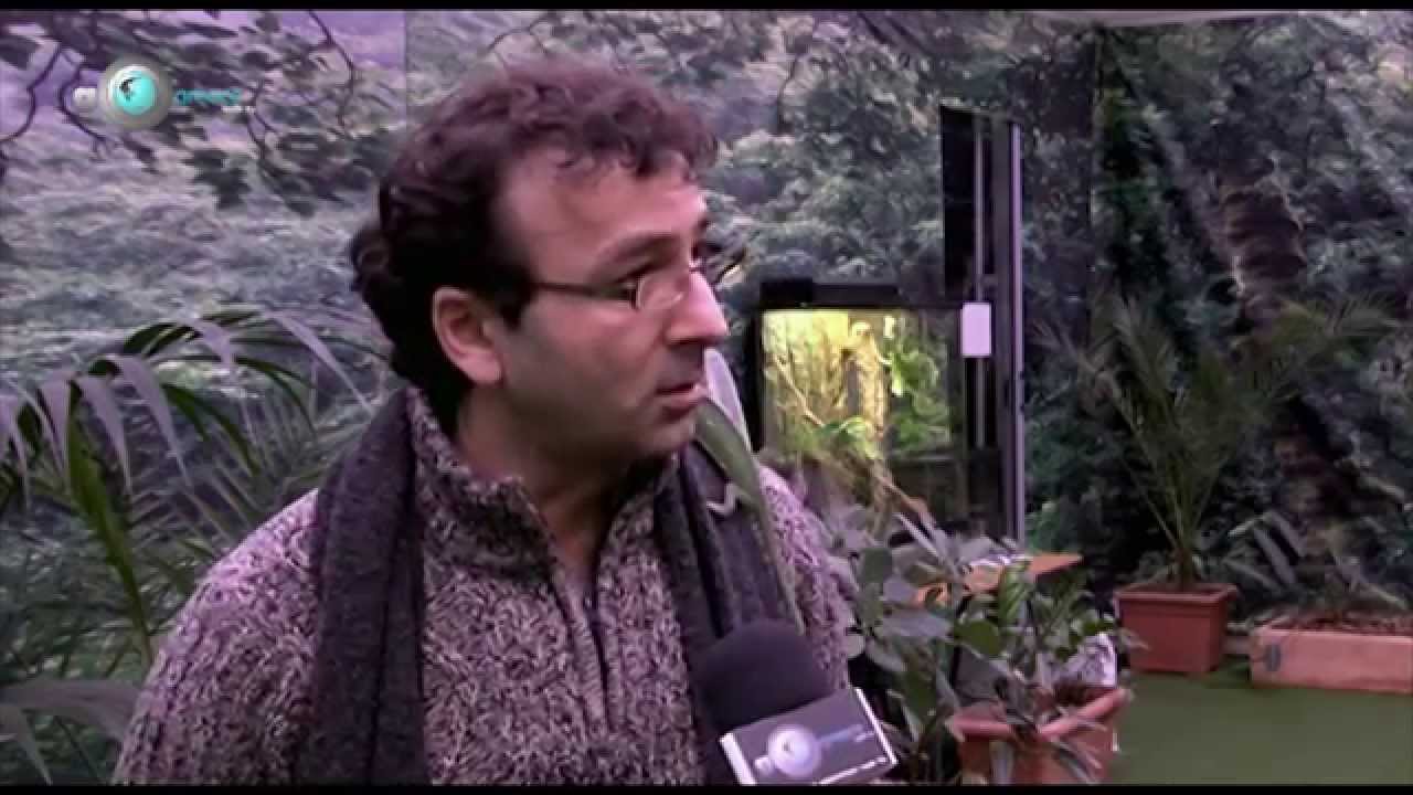 GoGreeceWebTv: Insectopia