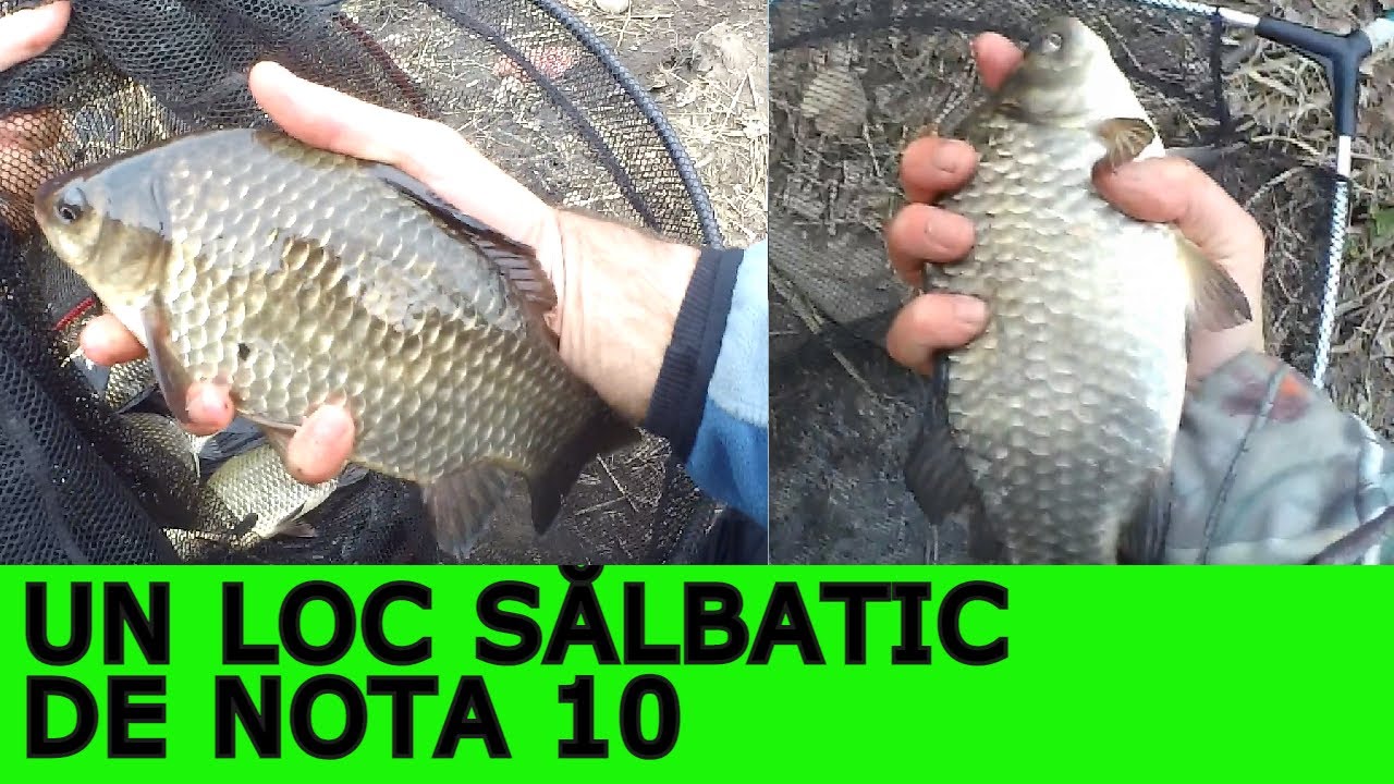 Pescuit la Caras Sălbatic pe Râul Jiu la Plută vs Pescuit la Caras la Feeder