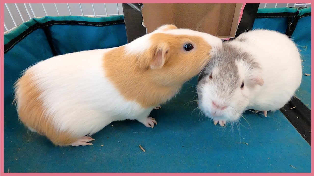Things that happen when you clean a guinea pig cage