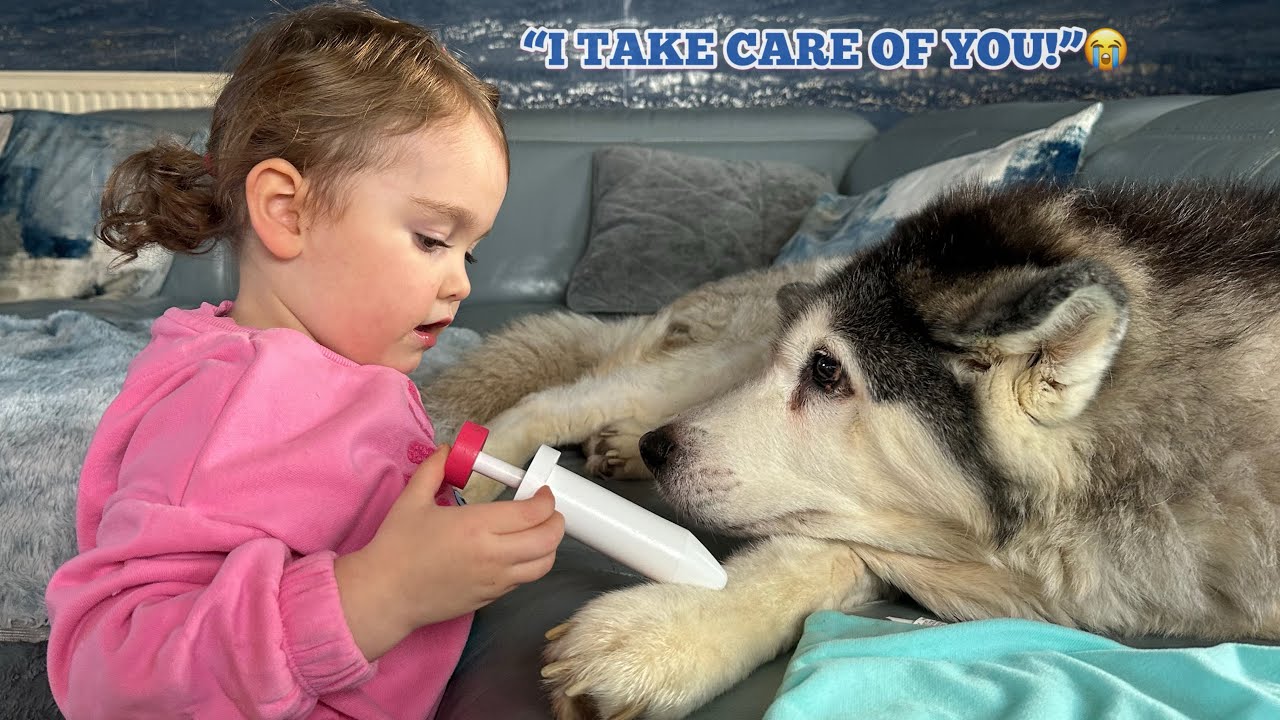 Adorable Bossy Baby Tells Dad To Calm Down While Trying To Make Her Old Husky Feel Better!!