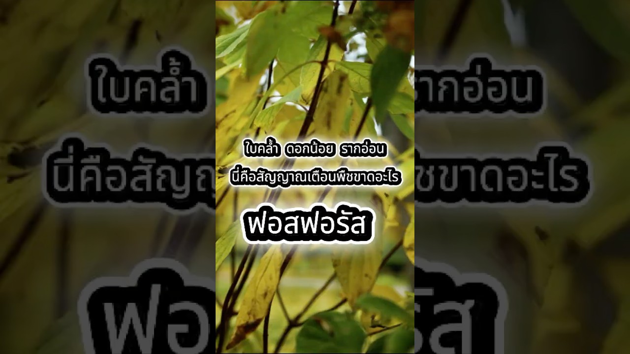 ใบคล้ำ ดอกน้อย รากอ่อน สัญญาณเตือนพืชขาด ฟอสฟอรัส I leat grow