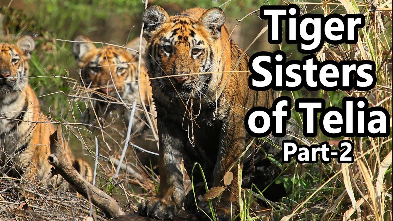 Telia's 4 MOST WANTED Tiger Sisters Finally Caught on Camera!