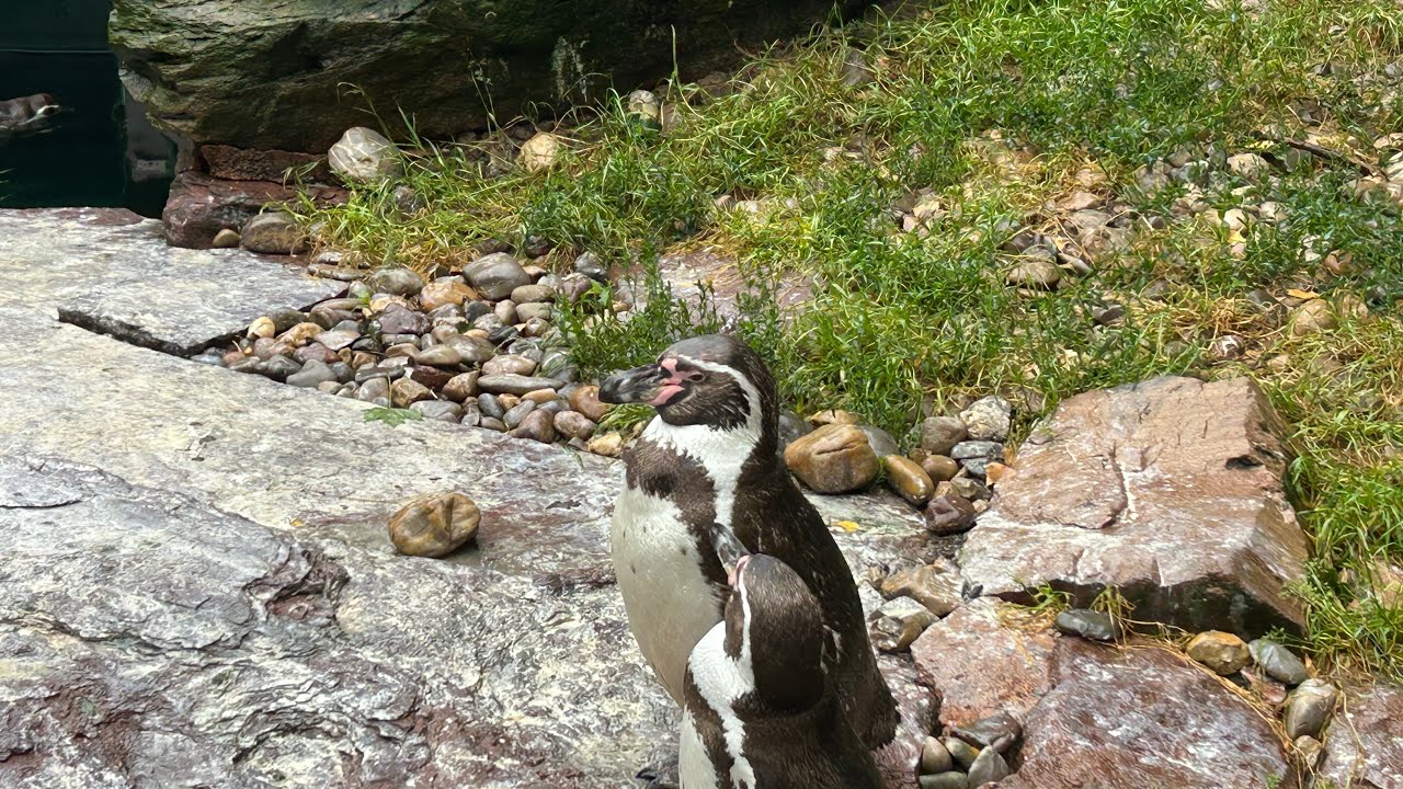 Die Nürnberg Reise Tag 2 In den Tropen von Nürnberg (Nürnberg Zoo) Montag, 21.8.2025