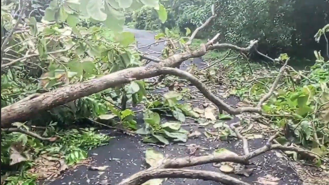 Roboh dijalan ‼️ tertiup angin kencang 