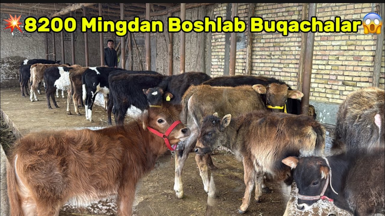 🥇SIZ KUTGAN ARZON BUQACHALAR SOTUVDA✅ XALQIMIZ MAZZA QILSIN✅