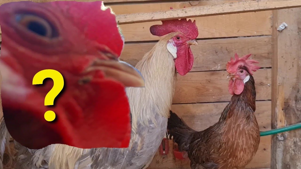 KÜMES KÜMES NE VAR NE YOK?DİNLENMEK İSTEMİYORSAN BU İŞİ YAPACAKSIN😍