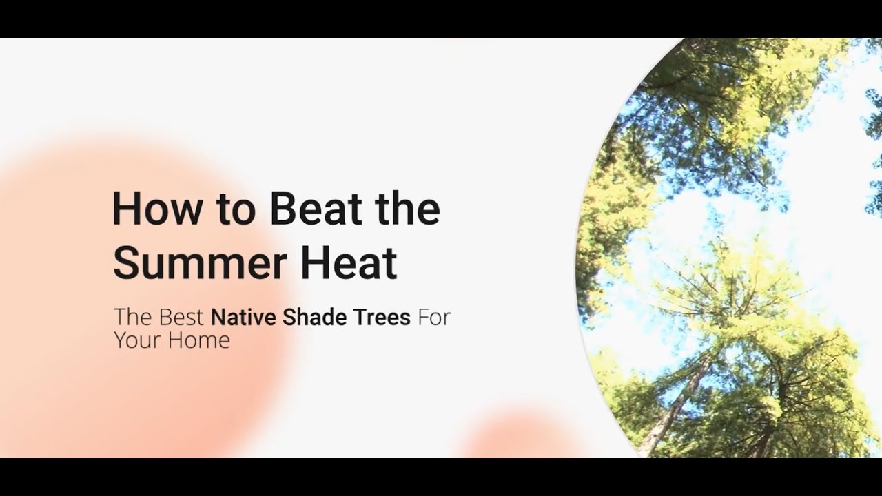 How to Beat the Summer Heat: The Best Native Shade Trees For Your Home