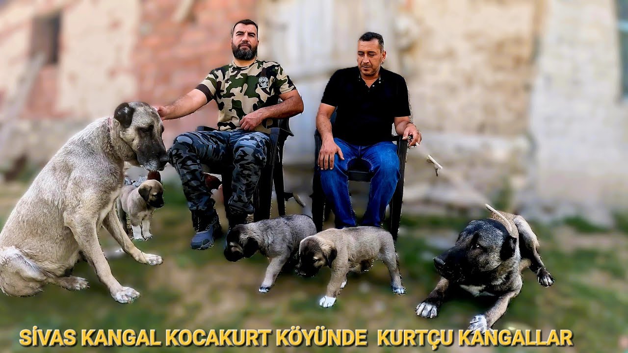 KANGAL KÖPEĞİNİN İSMİNİ ALDIĞI YERDEYİZ.TEMEL DURGUN ESKİ KÖPEKLERİ ANLATTI.BU SOHBET DİNLENİR. 👍