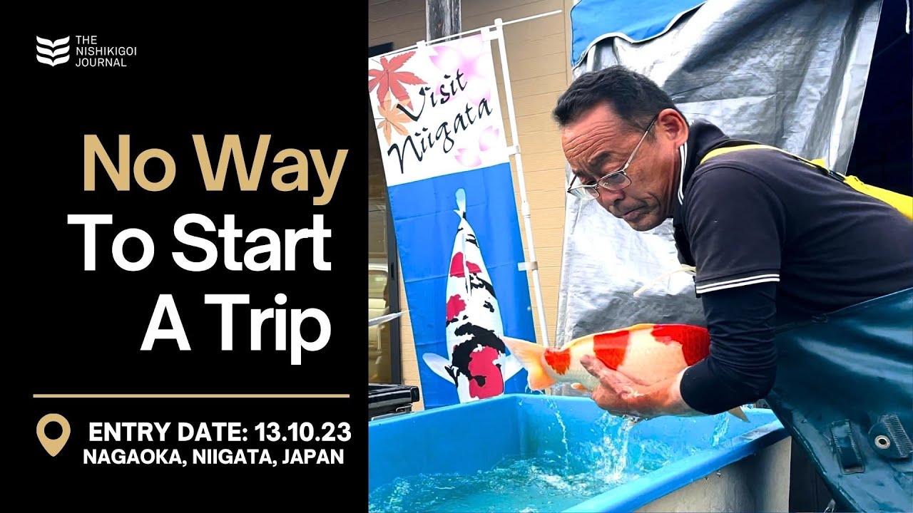 The Biggest Koi Fish You Have Ever Seen? | The Nishikigoi Journal | EP #008