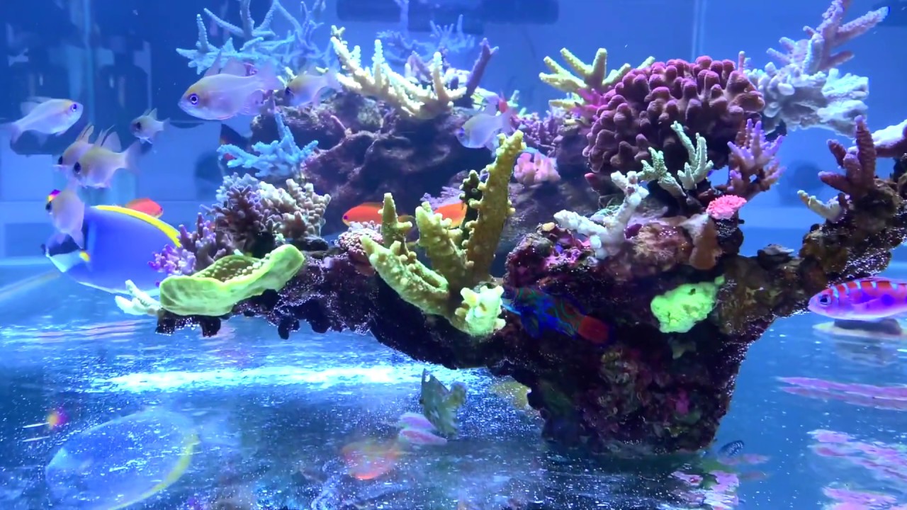 Acuario marino sin sump 2019 - 3.Parte desmonte o no? - Rebuilding My Reef Tank 2019