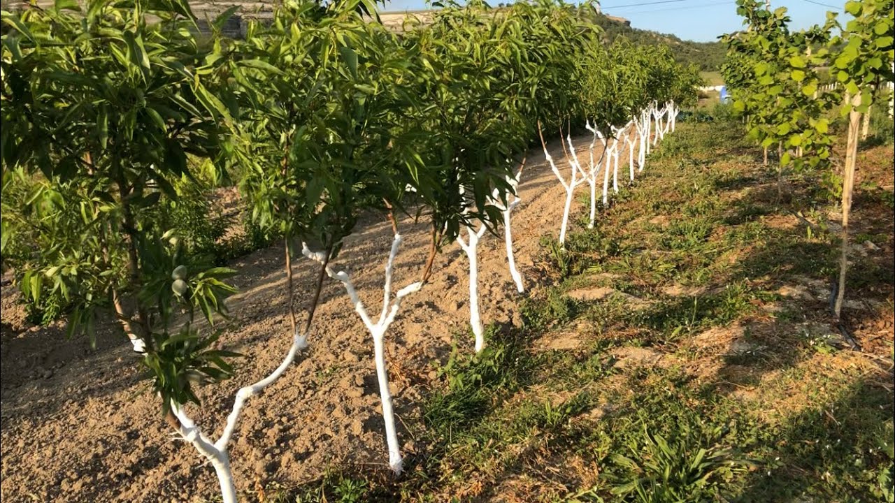 Миндаль Вайро Маринада, и подвой Кубань 86 в саду Крым