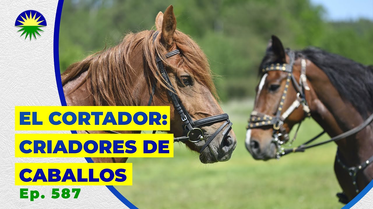587. ¿Cómo se crían los caballos cortadores de ganado?