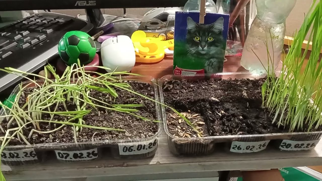 ТЕПЕРЬ ЕМУ нашему Коту БАРОНУ много травы не нужно