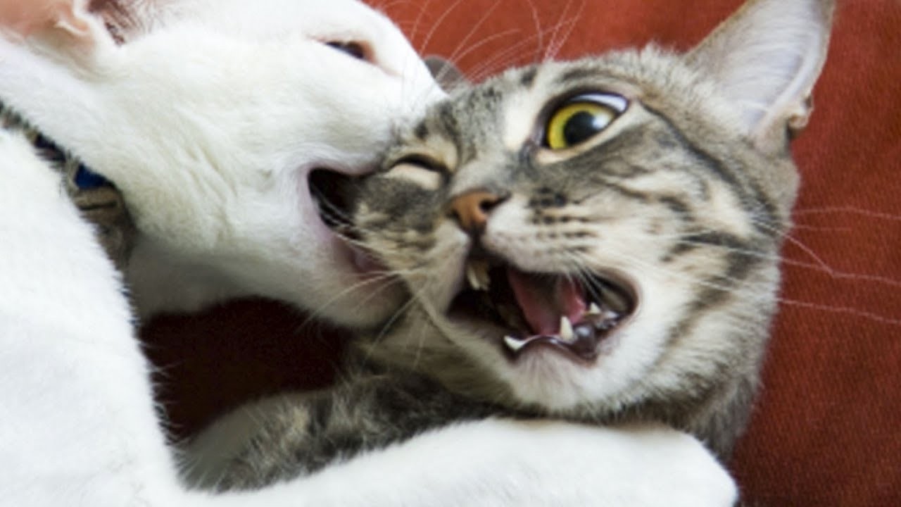 Funny Dog Video Clips 😹🐶 The Funniest Cat & Dog Moments Compilation 😁