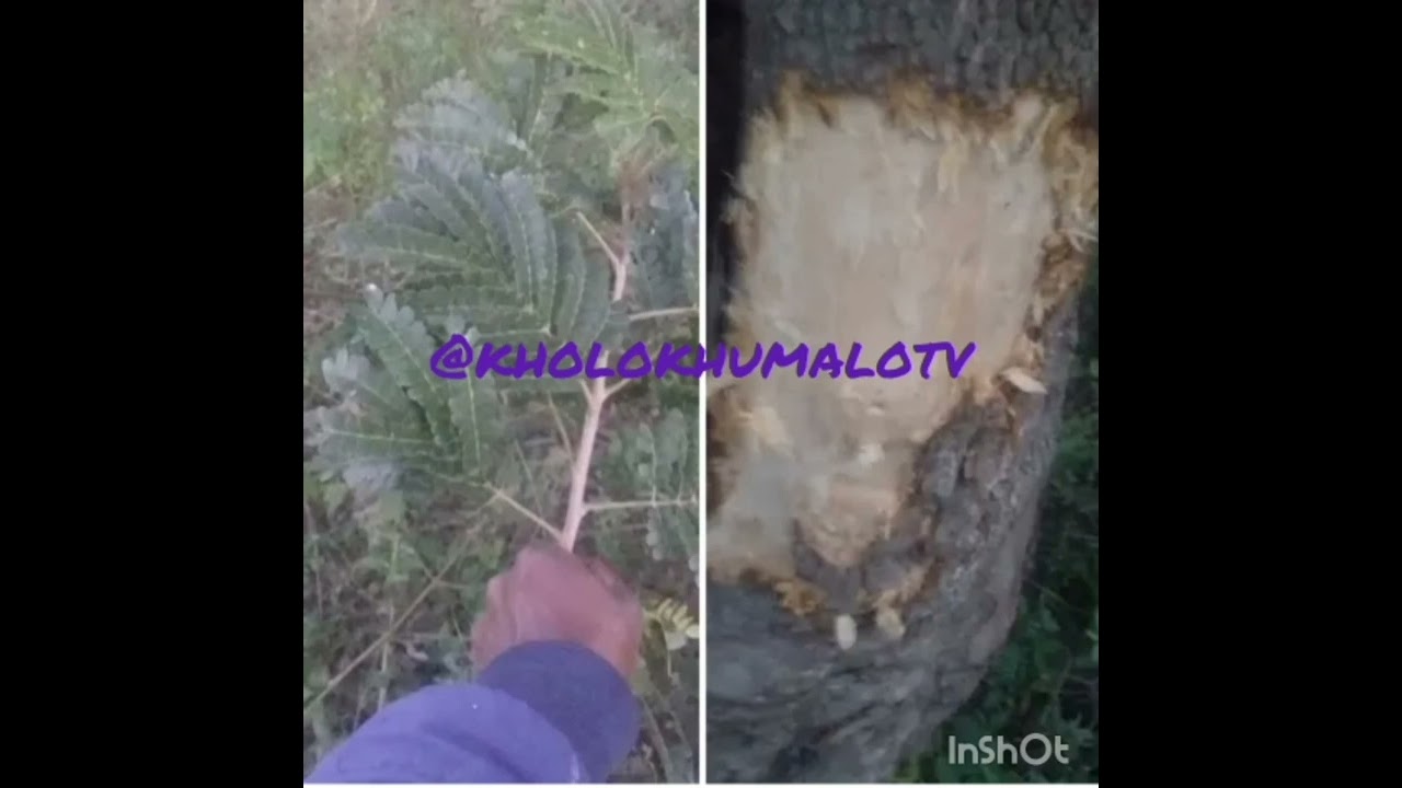 USOLO/UMGANDANKAWU.By Kholo Khumalo TV