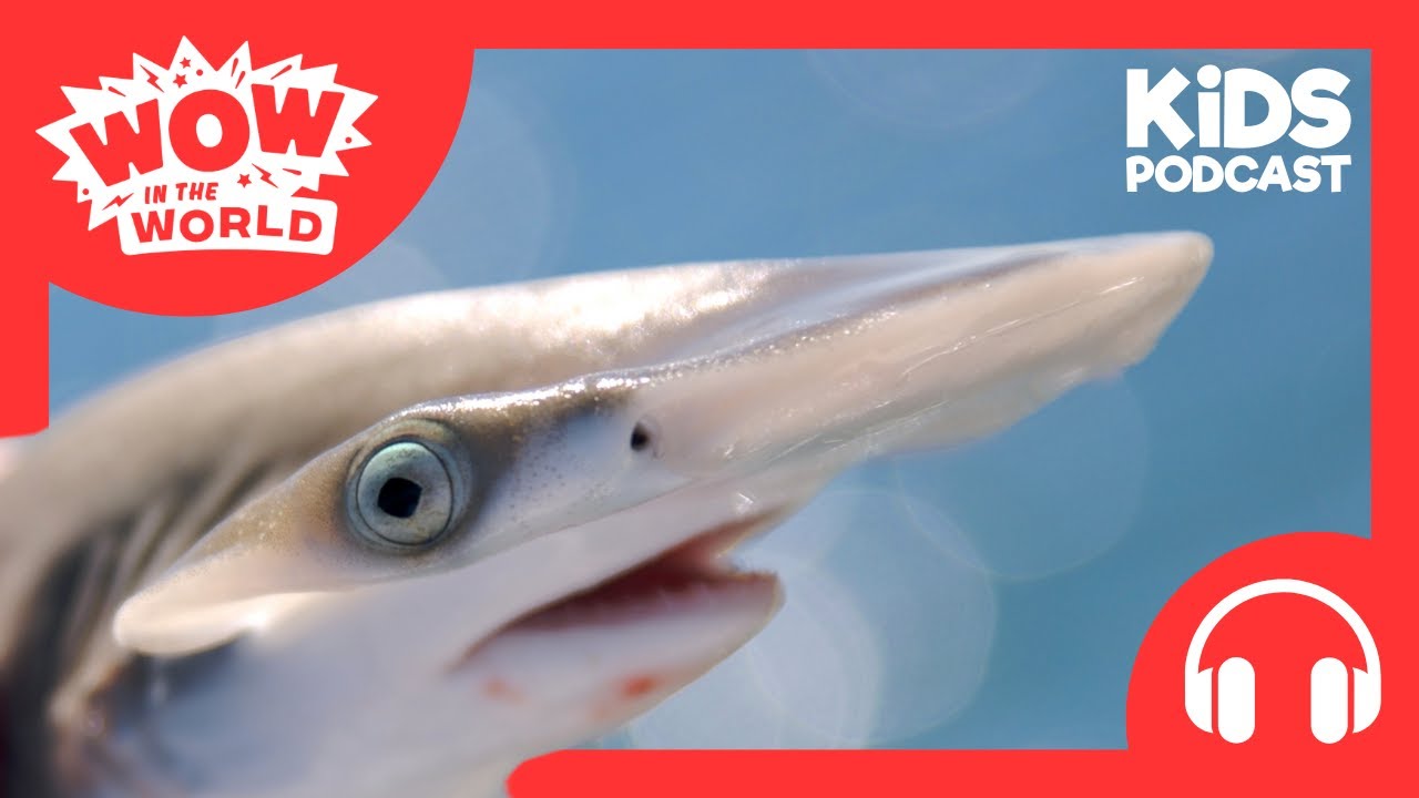 The First Ever Baby Shark 🦈 | PODCAST FOR KIDS 🎧 | Wow in the World FULL EPISODE