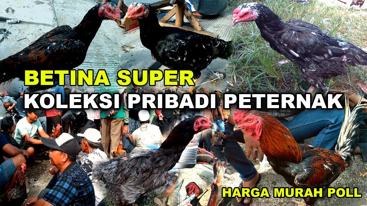 Hari ini Banyak Betina Bagus | Pasar Ayam Bangkok Paling Ramai Full Ayam Bagus Banyak Pilihan