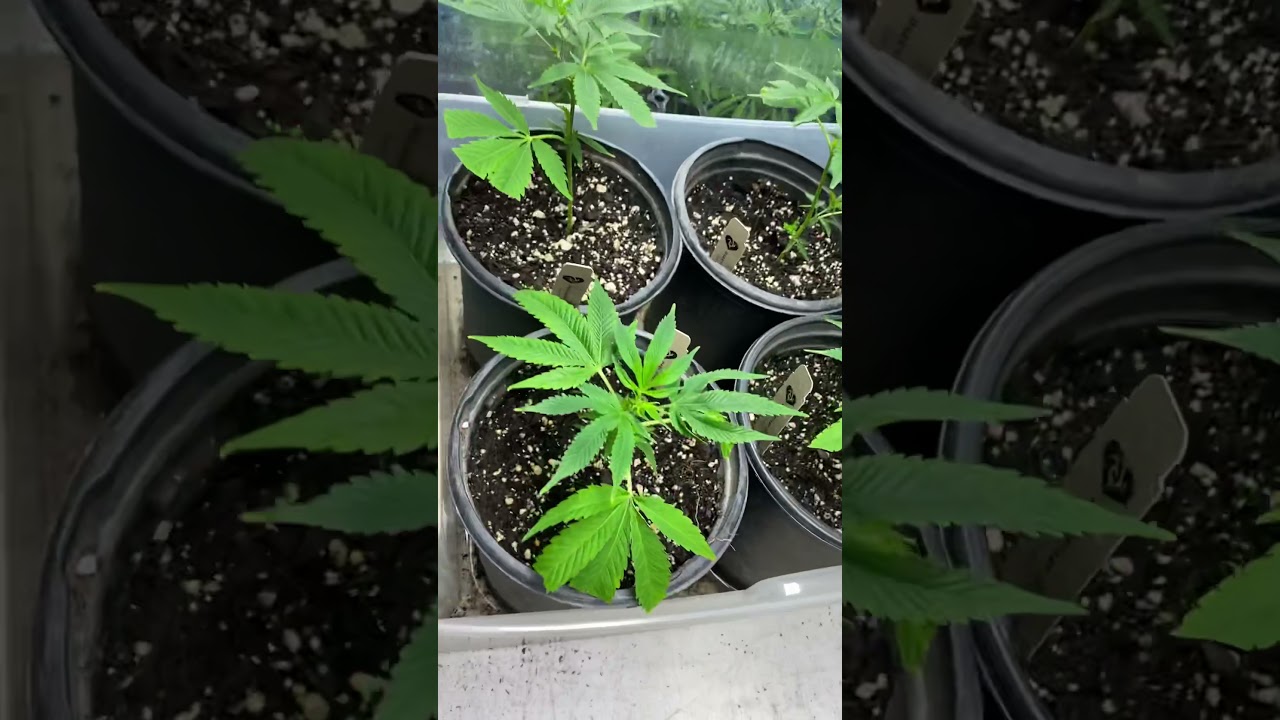 Cloning tutorial how to take clones of your plants and end world hunger