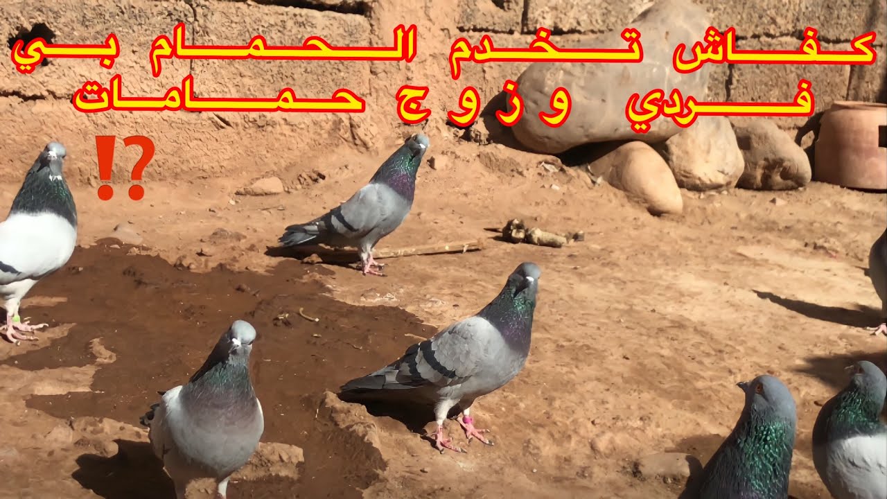 حمام الفعل لي في الأرض وعينو في سماء عمرك تعييبو ول حتى تعيينو " وفطيرتو تساينو حتاش كتطوال فورجتو !
