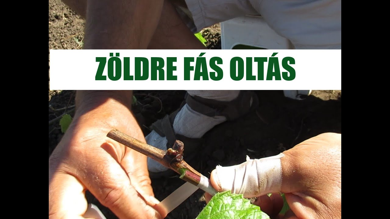 Zöldbe fás oltás Kecskeméten