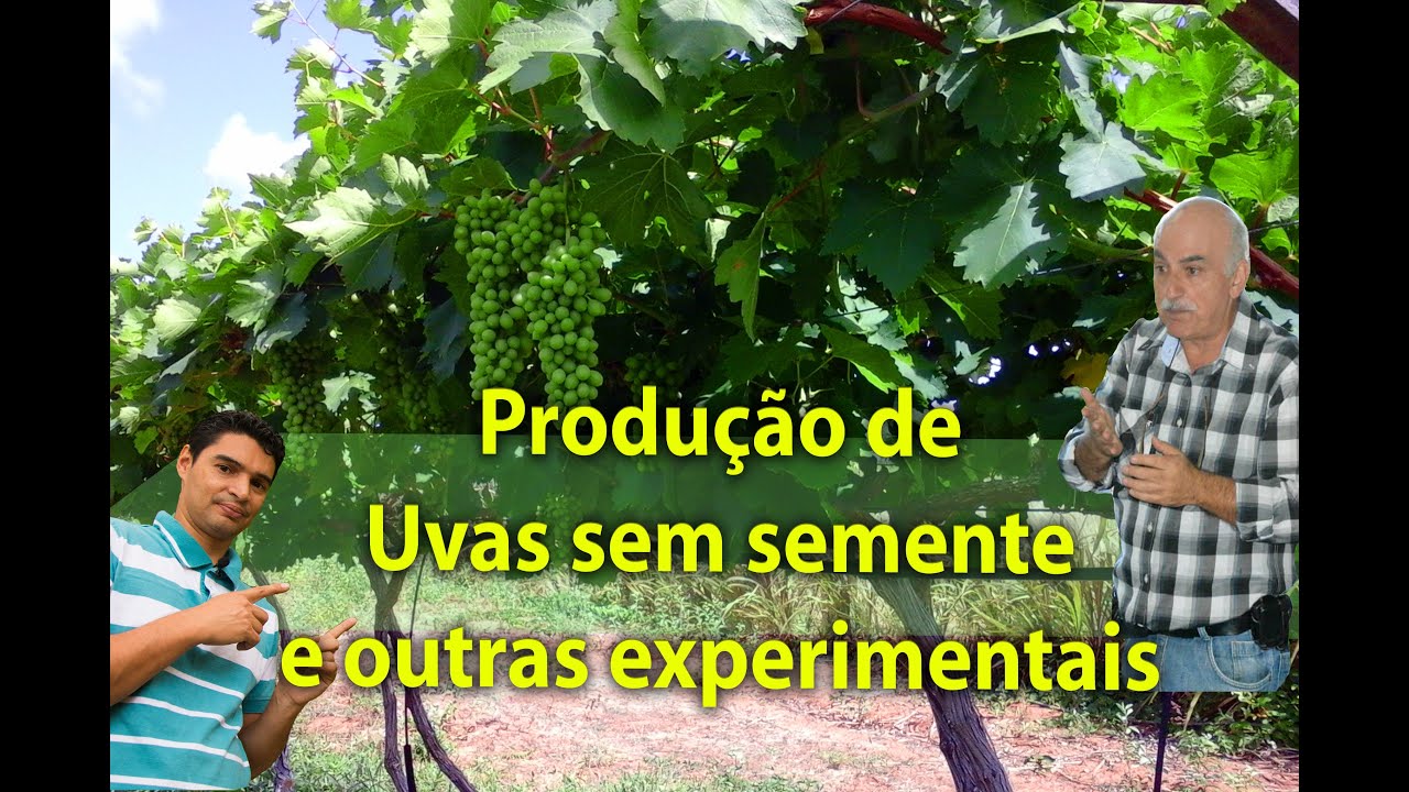 UVAS SEM SEMENTE, PLANTAR EM CASA Plantar em Casa