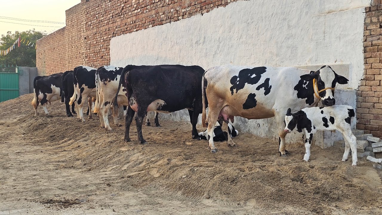 ਤੋਕੜ ਗੱਬਣ ਵਾਪਸ ਕਰਦੇ ਅਗਲਾ ਗਾਂ ਨੂੰ ਸਾਰੀਆ 17 ਗਾਵਾਂ ਇੱਕ ਕੱਟਾਂ ਬੱਬੂ ਕੋਲ ਰੇਟ ਸਾਰੀਆ ਗਾਵਾਂ ਦੇ ਵੀਡੀਓ ਵਿੱਚ। 