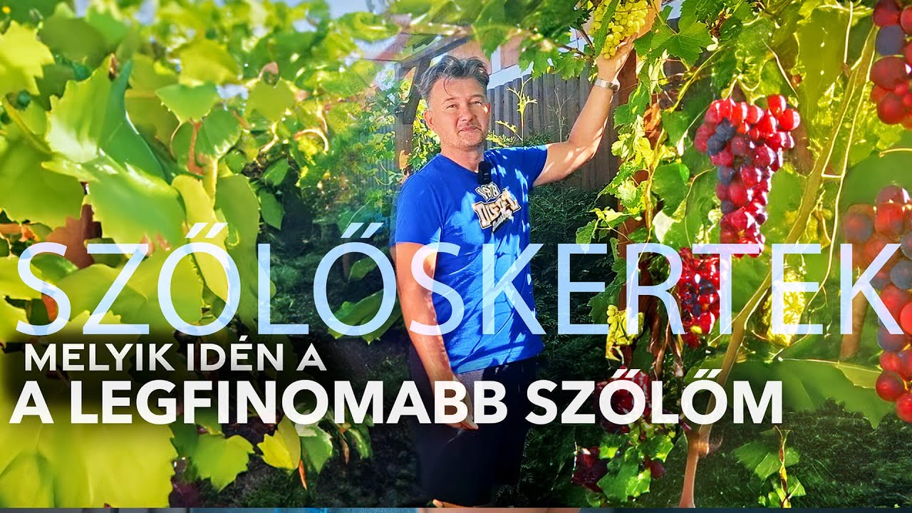 SZŐLŐSKERTEK - Melyik szőlőfajta a legfinomabb idén?