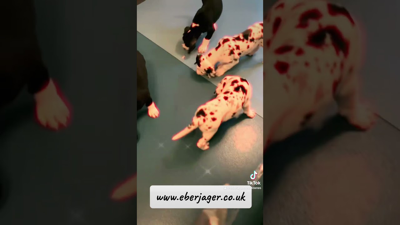 RESOURCE GUARDING AWARENESS - EBERJAGER GREAT DANES 