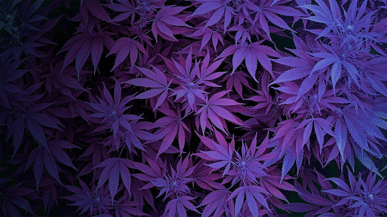 Pot TV LIVE at The Prairie Medicinal Harvest Cup 2018 in Saskatoon