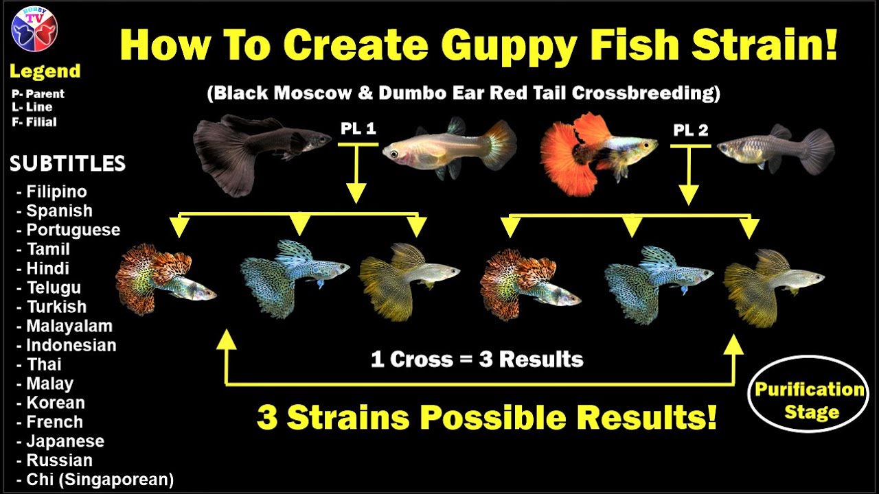 How to Create Guppy Fish Strain - Moscow Black and Dumbo Redtail Crossbreeding Results!