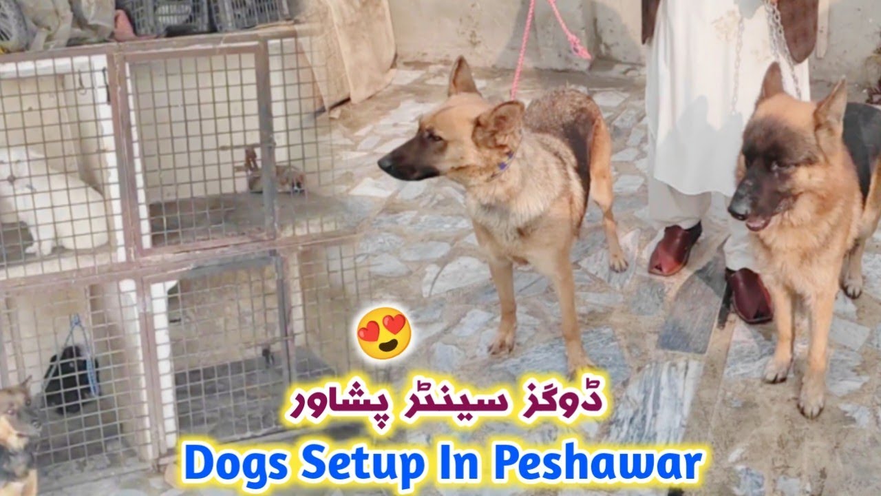 Dogs Setup In Peshawar 2024 | Dogs Center | German shepherd | Izhar Ali Shah vlogs