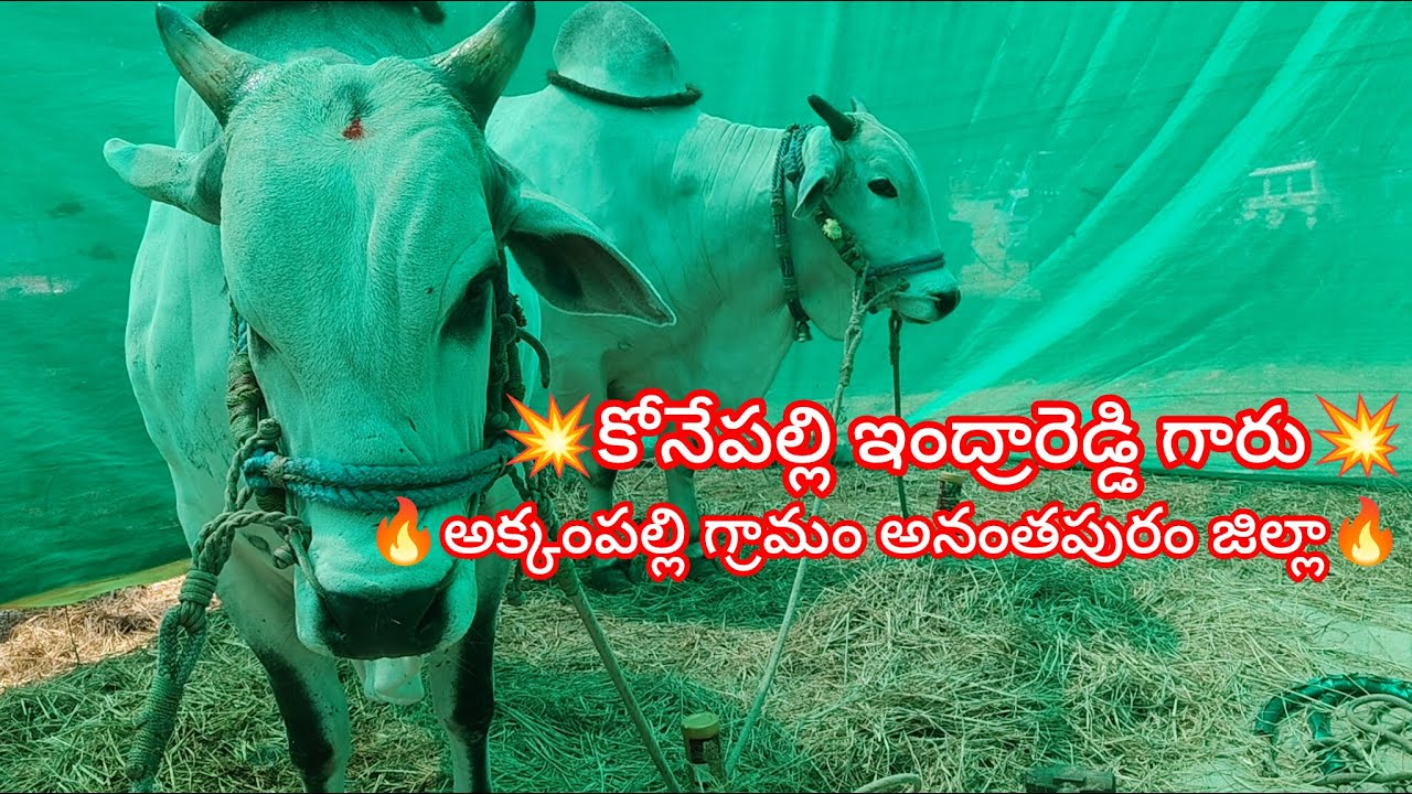 💥🌾కడప జిల్లా రాజంపేట(మ)హత్యరాల ఓల్డ్ కేటగిరి విభాగానికి 4వ జత కోనేపల్లి ఇంద్రారెడ్డి గారు 💥17-02-
