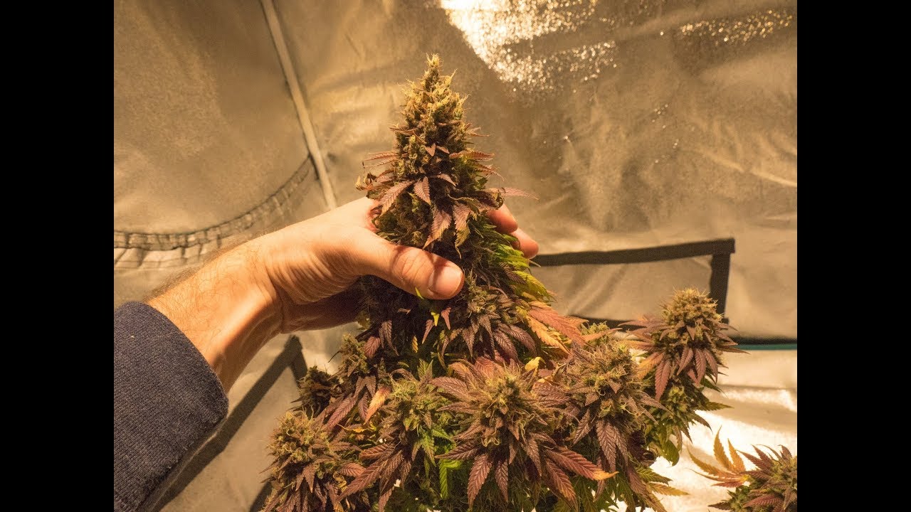 TOP LED GROW LIGHTS 2018 NEXTLIGHT MEGA VS OPTIC LED REVIEW