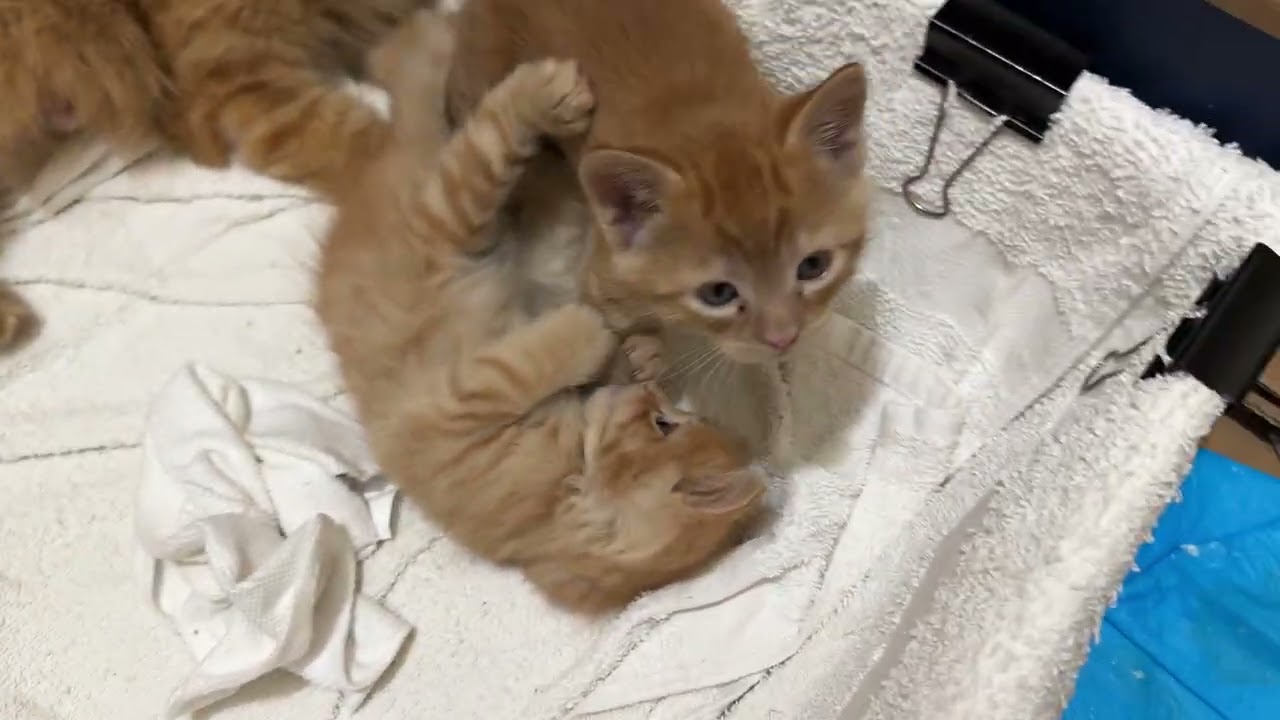 Poppy’s closet kitten nursery pt1