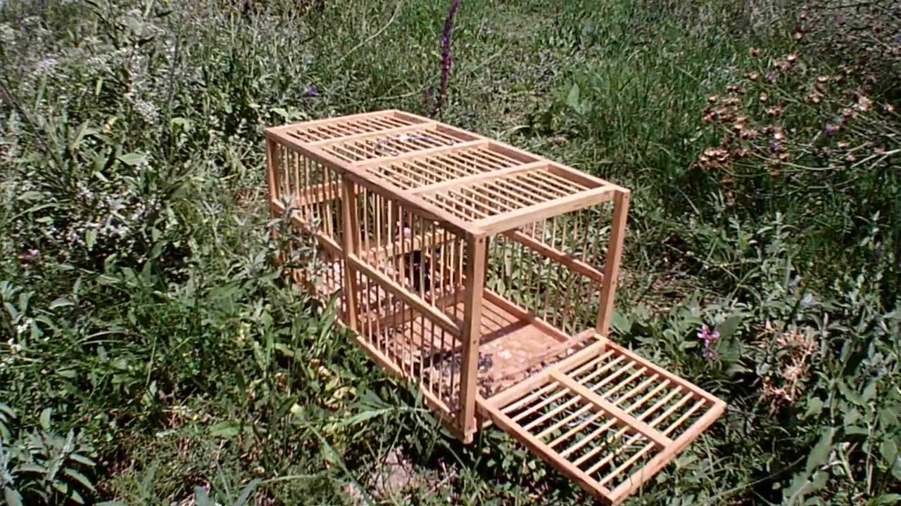Ловля щегла.Fishing for a goldfinch.