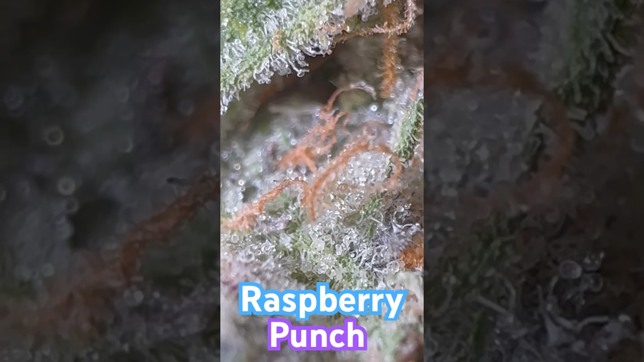 Raspberry Punch Strain Review &ldquo;short&rdquo; #legal #NY #2024 🥊🥊🥊