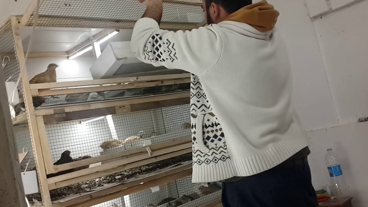 Bıldırcınların' Kum Keyfi ' Bıldırcınlar kumu ' Görünce Çıldırdılar'