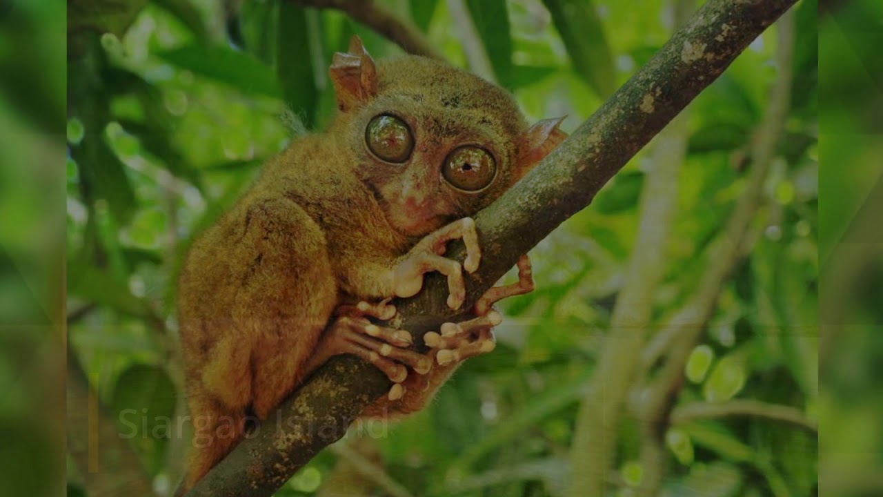 Philippines Travel Guide Itinerary - What To Do In The Philippines