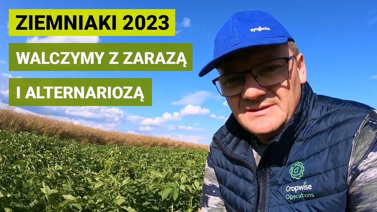 Zaraza i alternarioza w ziemniakach przy dużej wilgotności. Program ochorny ziemniaków.