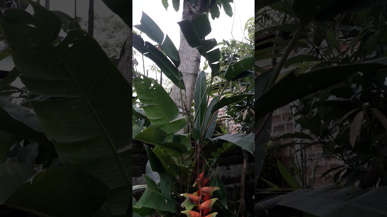 Hanging banana  flower 