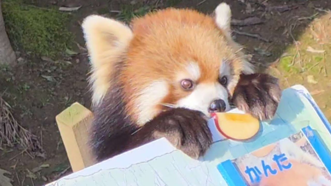 【レッサーパンダのかんた　と　モッチーに見入ってしまい、他はあまり撮れなかったリンゴタイム】～Nishiyama Zoo red pandas～