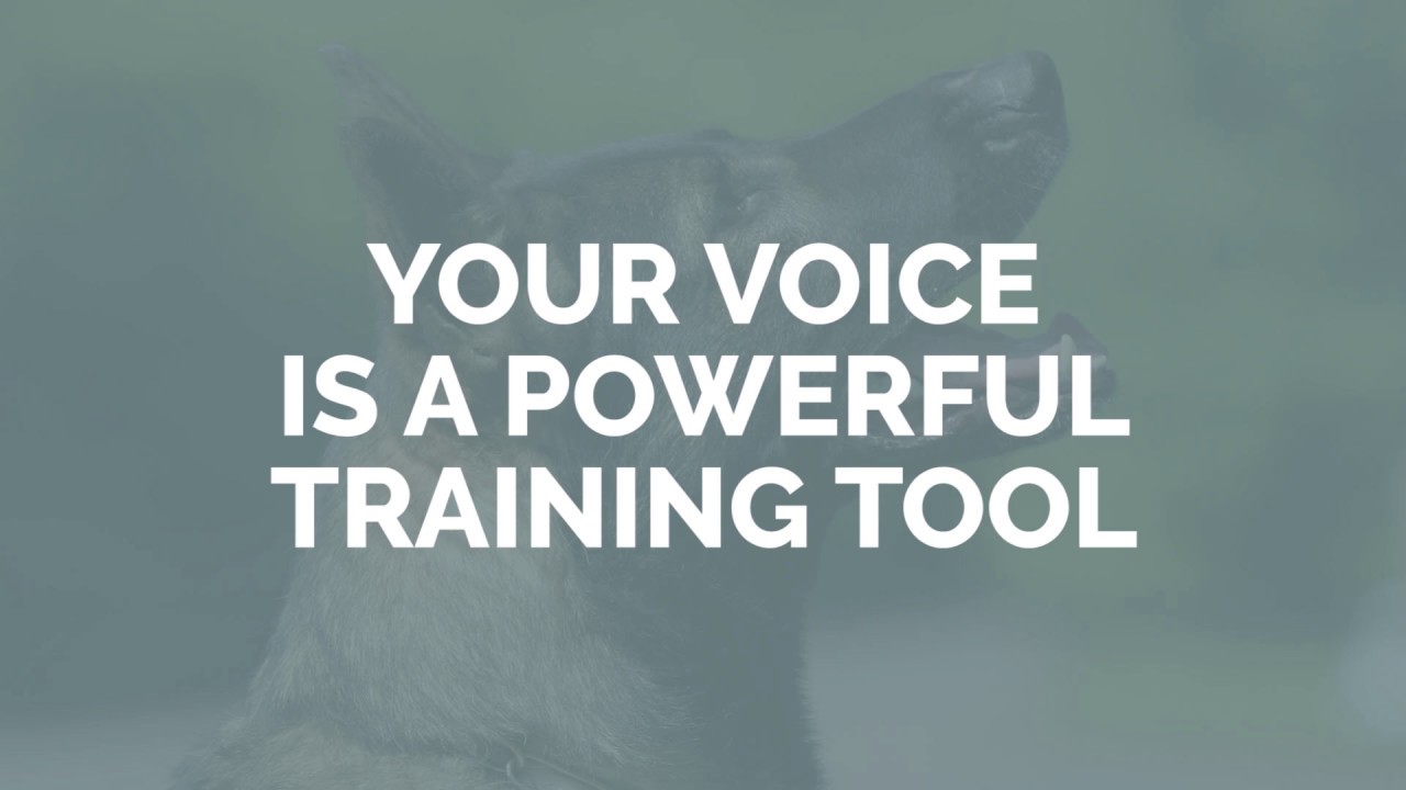 Use Your Voice as a Training Tool