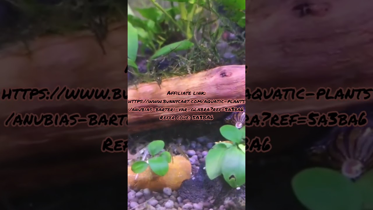 Low Budget Plants For Fish Tank! 🐠 | Offer From Bunny Cart 🤑