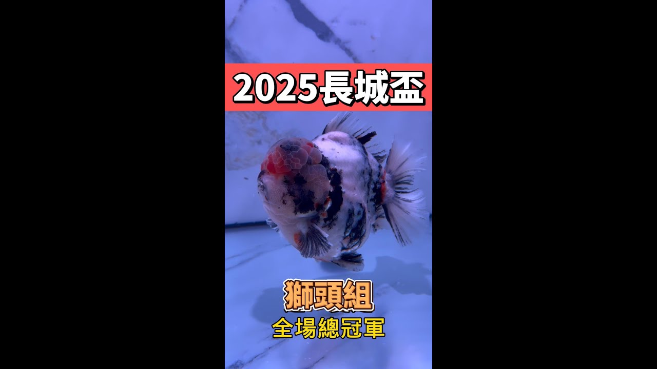 2025年 廣州水族展 長城盃 世界錦標賽 ～ 獅頭組