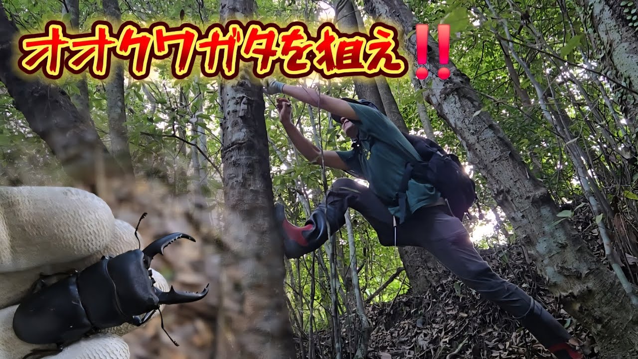 【昆虫採集】出たのか⁉️オオクワガタへの道⑳‼️